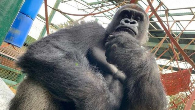 Joshi the gorilla: Silverback moves from UK for new life in Africa - CBBC  Newsround