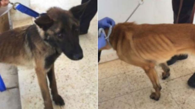 كلبان يعانيان من سوء التغذية عثر عليهما في الأردن