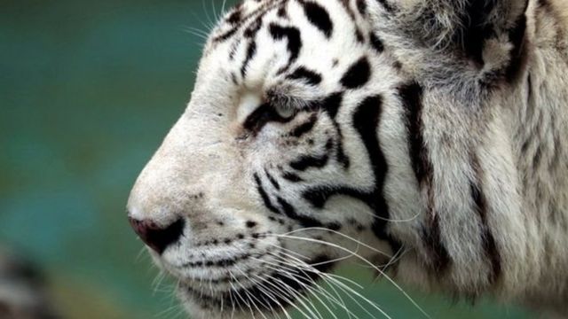 Ridkisnij Bilij Tigr Zagriz Pracivnika Zooparku V Yaponiyi Bbc News Ukrayina