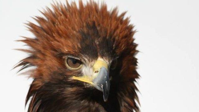 Holidaymaker Loses Golden Eagle In Aberdeenshire Bbc News