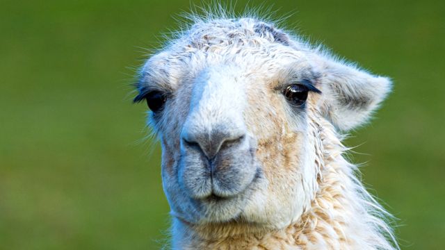 Covid: Immune therapy from llamas shows promise - BBC News