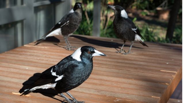 wilderness Warning abolish Magpies team up to remove trackers and outwit scientists - CBBC Newsround