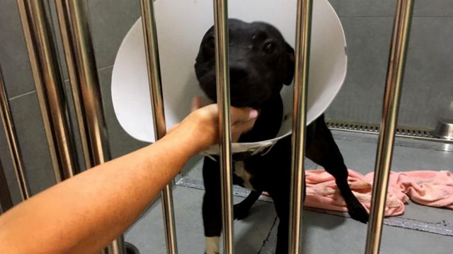 Cão recolhido em abrigo após rinha