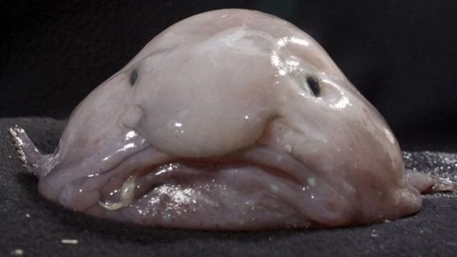 Blobfish: Sejumlah fakta di balik ikan u0027bengkak, berkepala gendut 