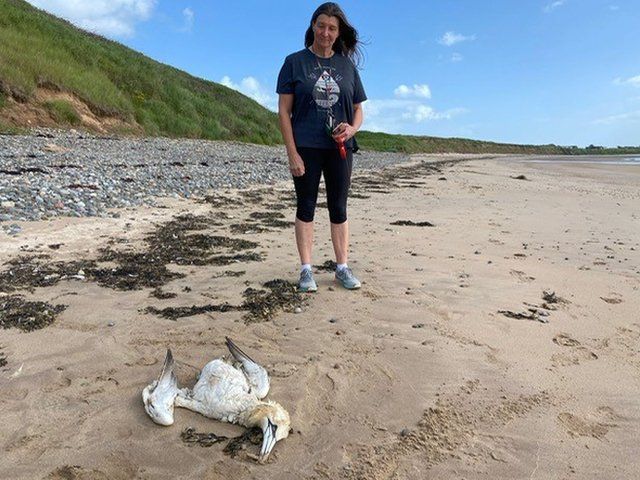 Jane Hardy from BDMLR and a dead gannet at Seaton point