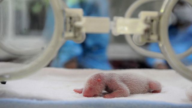 Un panda recién nacido en una incubadora en la Base de investigación de crianza de pandas en Chengdu, China.