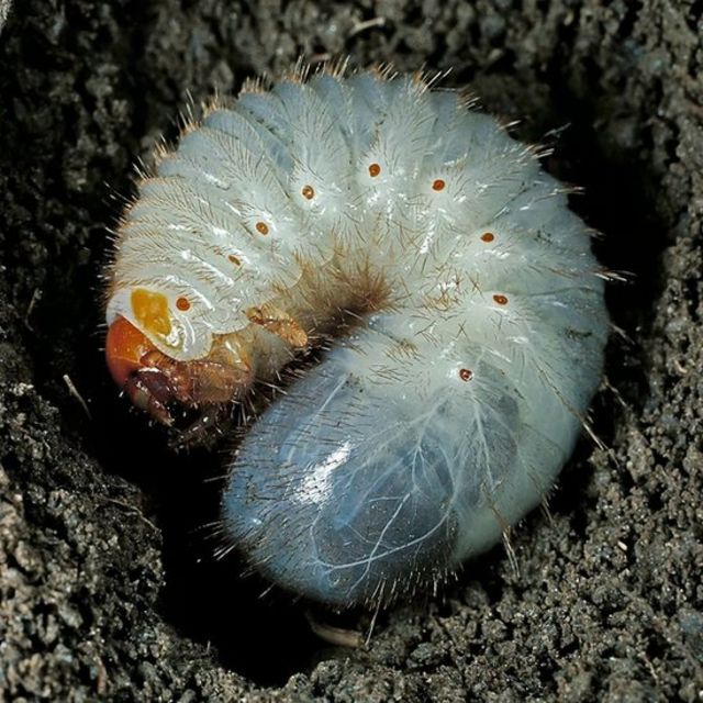 As larvas de besouros emitem uma canção estridente rangendo as mandíbulas, talvez para indicar sua presença para outras larvas próximas.