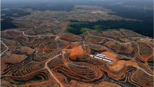 Deforestasi di Papua, menurut catatan Forest Watch Indonesia, lebih tinggi dibandingkan di wilayah lain.