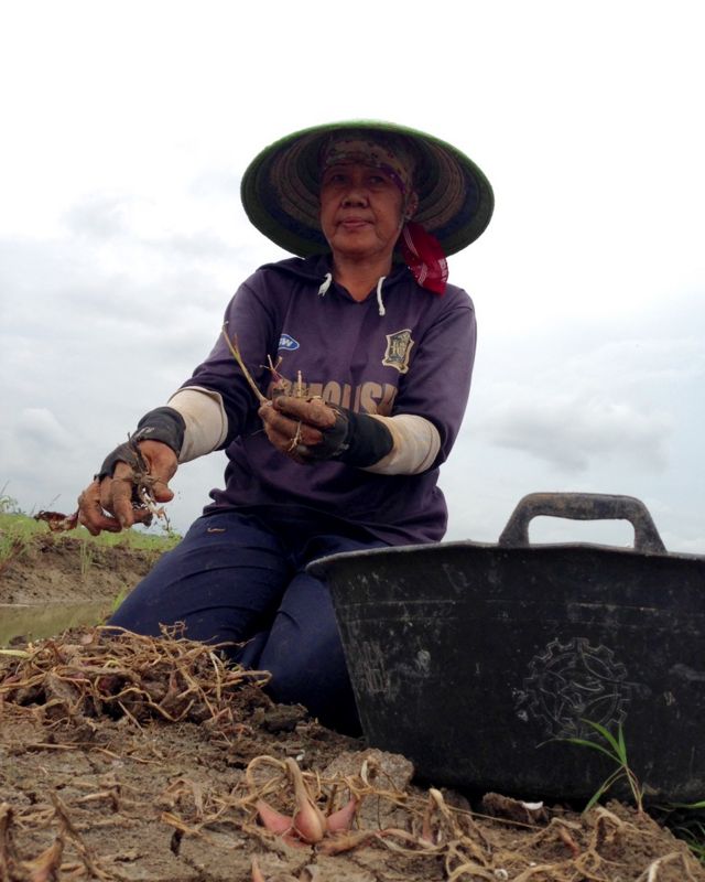 Seorang petani Warsah