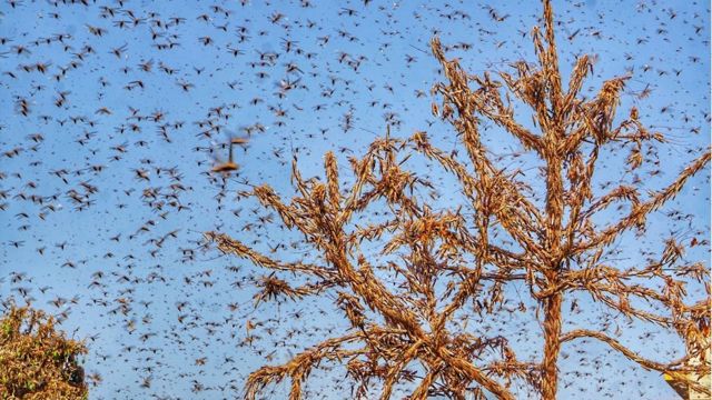 राजस्थान में टिड्डी दल
