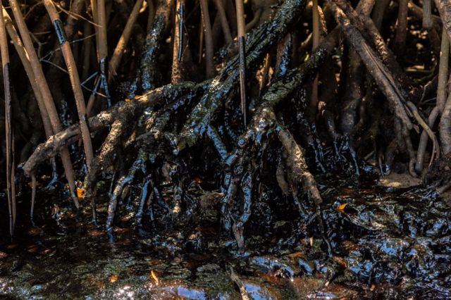 Raízes manchadas de óleo em mangue na Bahia
