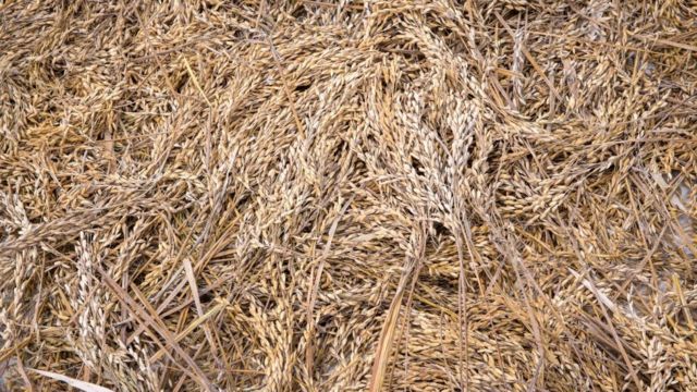 Full frame of harvested African rice, Gbedin village, Nimba County, Liberia.