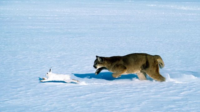 不断被掠食者追逐会改别雪鞋兔的行为，让这种野兔减少生殖后代（Credit: Tom Brakefield/Getty Images）(photo:BBC)