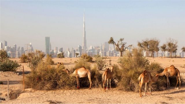 Camellos en el desierto con el paisaje urbano de Dubái al fondo.