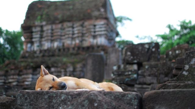 Một chú chó đang ngủ ngon giấc ở Mỹ Sơn