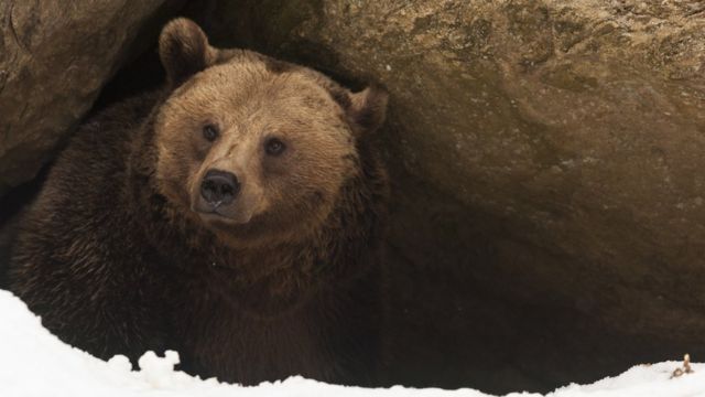 Un oso en una cueva