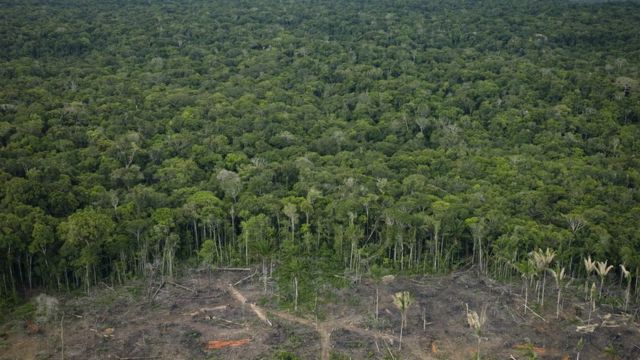 Janela de oportunidade para salvar a Amazônia está se fechando