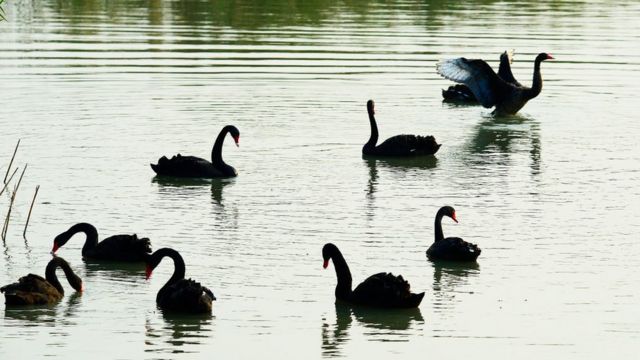 Muchos cisnes negros