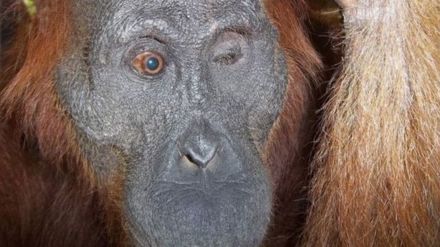 Orangutan Buta Di Kalimantan Jalani Operasi Mata Bbc News Indonesia