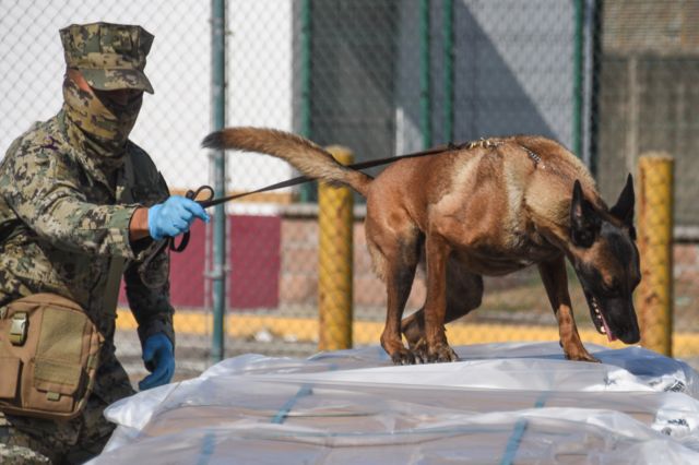 Sniffer dog