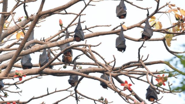 Murciélagos colgando de las ramas de un árbol.