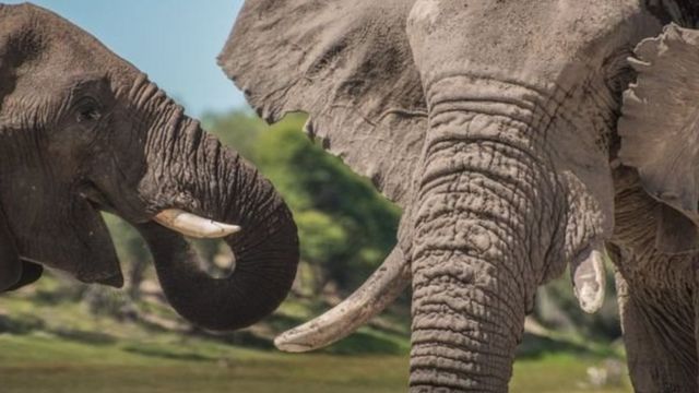 ELEPHANT