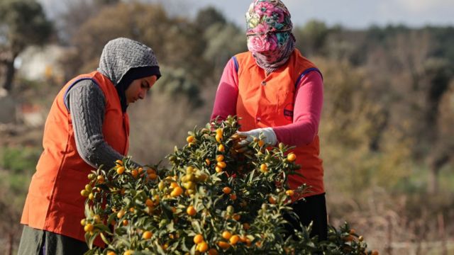 tarım işçisi kadınlar