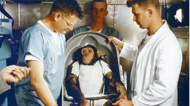 Un mono en una cápsula antes de ser lanzado al espacio.