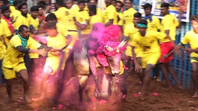 மக்கள் ஆரவாரத்தோடு, இளைஞர்கள் வலையிலிருந்து திமிறி வரும் காளை