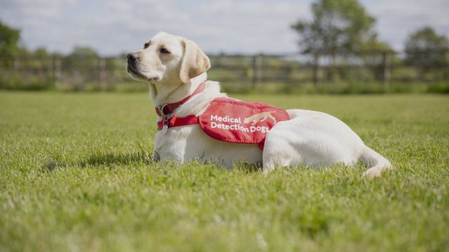 Medical detection dog