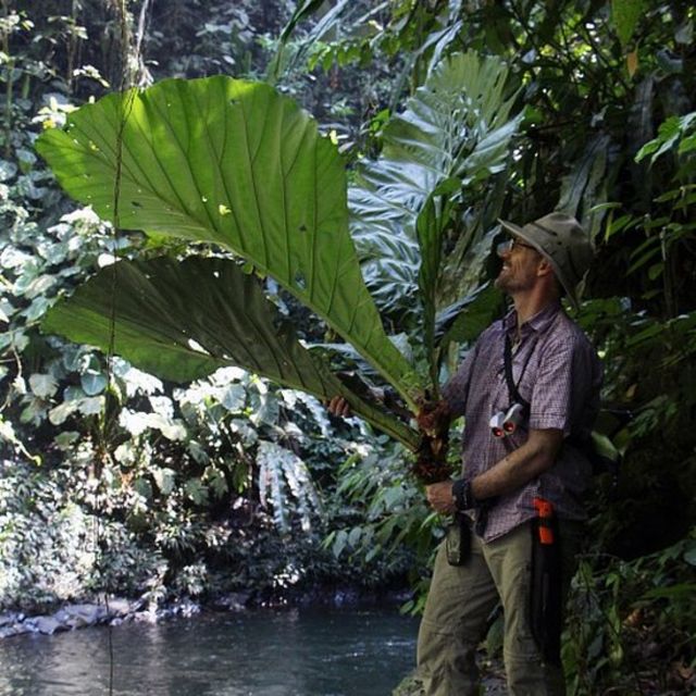Mauricio Diazgranados observa una planta durante una expedición en Colombia