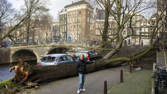 Hollanda'da, başkent Amsterdam'da yıkılan ağaç