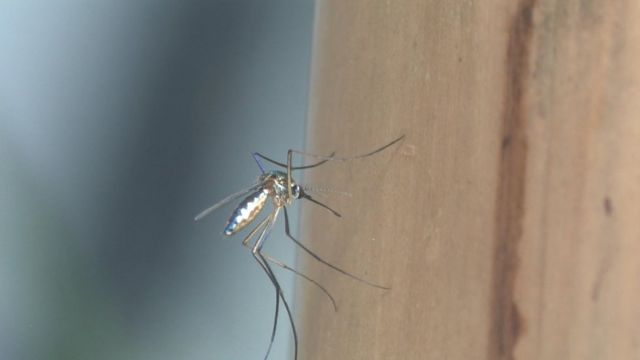 Mosquito da categoria sabethes