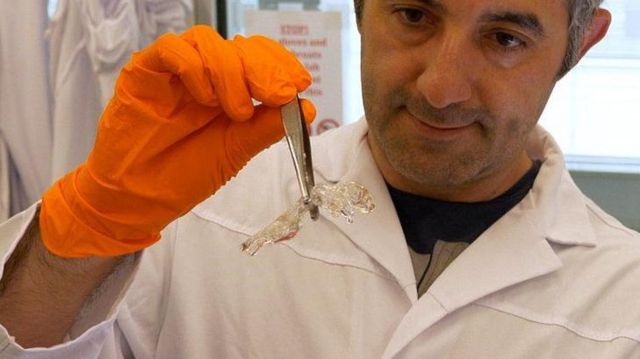 El profesor Ali Ertürk a punto de sumergir un ratón transparente en productos químicos que resaltan tejidos específicos 