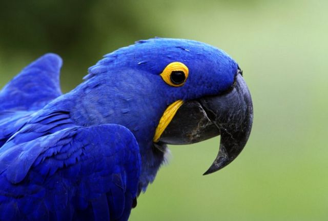 arara azul