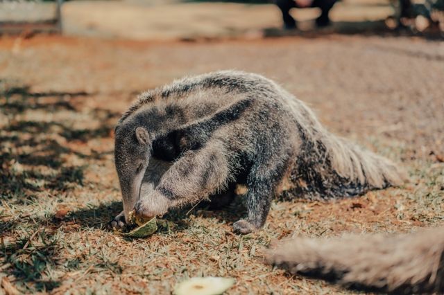 Tamanduá-bandeira se alimentanto