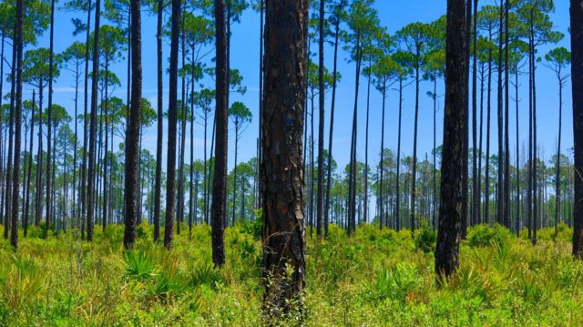 கார்பன்-டை-ஆக்சைடை நீக்க முடியுமா?