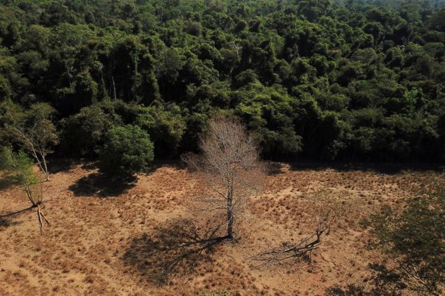 Área desmatada do Cerrado próxima a floresta