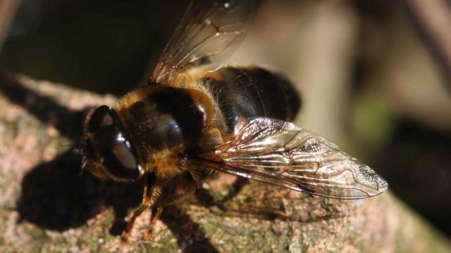 آفت کش‌ها و سایر عوامل محیطی زنبورهای زیادی را در سراسر جهان از بین برده‌اند