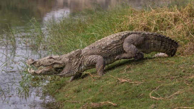 தன் கருவுறுவாதல் எப்படி நிகழ்கிறது