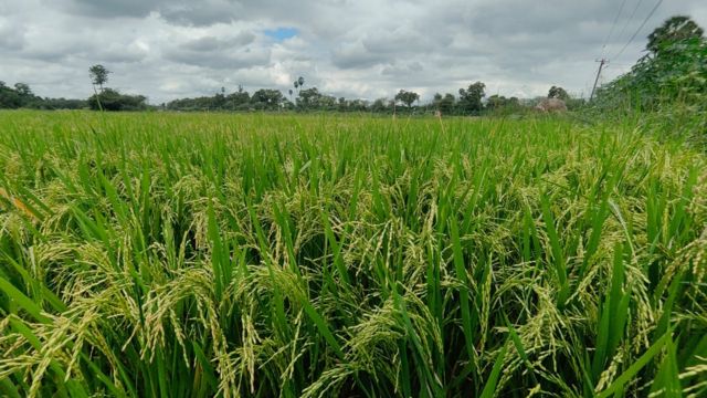 விவசாயிகள் போராட்டம்