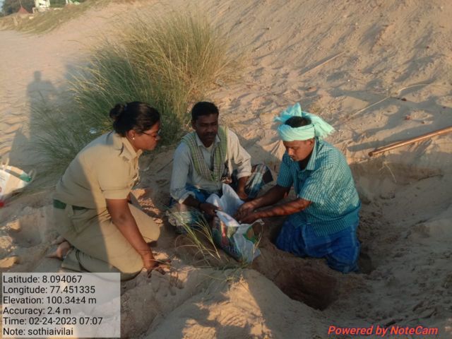 கடல் ஆமைகள் குஞ்சு பொரித்தல்