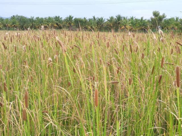 பூனைவால் கோரைப் புல்