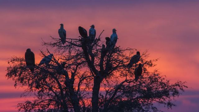 Burung nasar memiliki peran penting bagi lingkungan dan manusia. 