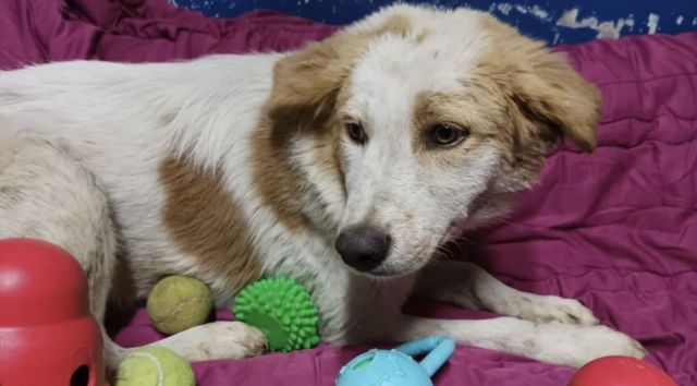 F﻿ilistin'de Sokak Köpeklerinin Başına ödül Koyan Belediye Başkanı Geri ...