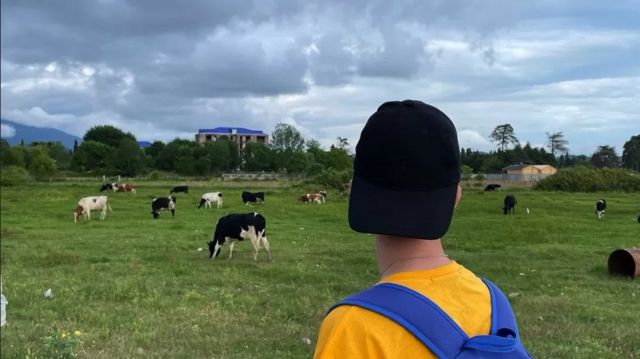 Peter mira hacia un campo con ganado