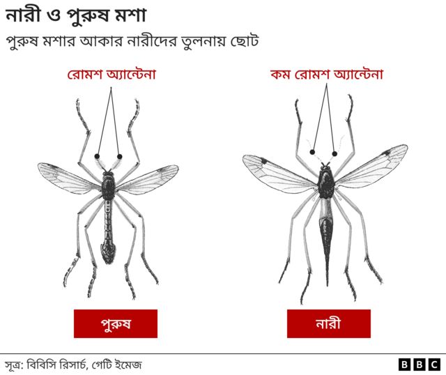 এডিস মশার নারী পুরুষ পার্থক্য