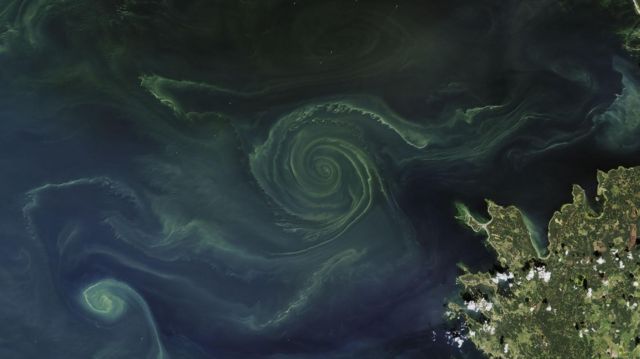 Так фитопланктон выглядит из космоса. Это снимок берегов Финляндии