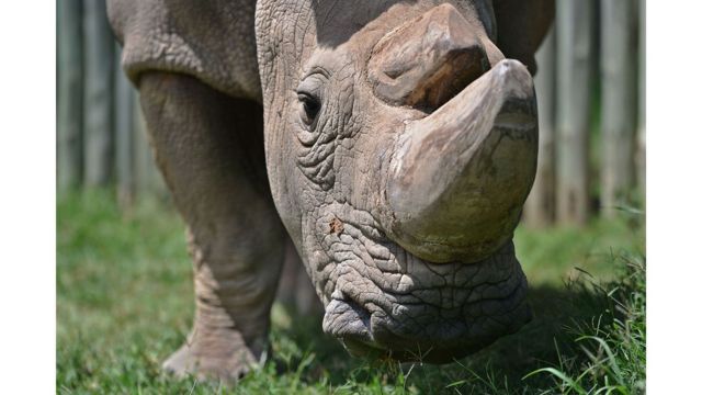 O rinoceronte Sudan