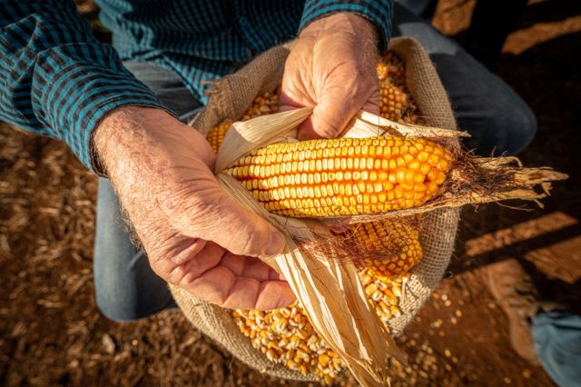 Homem de camisa xadrez segurando uma espiga de milho nas mãos, com um saco de grãos de milho no colo